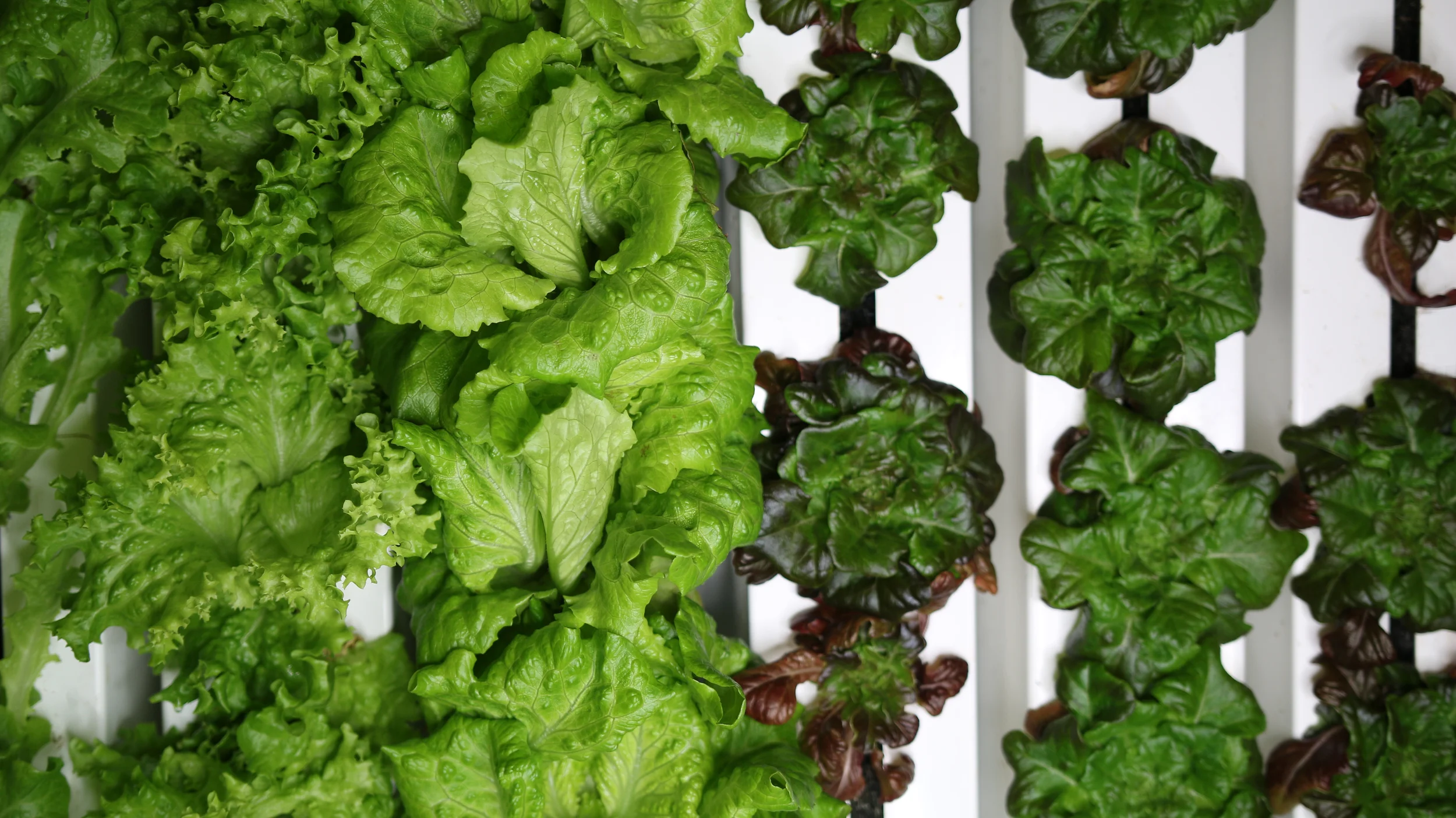 Data From Our Growers: How the LGM Stacks Up