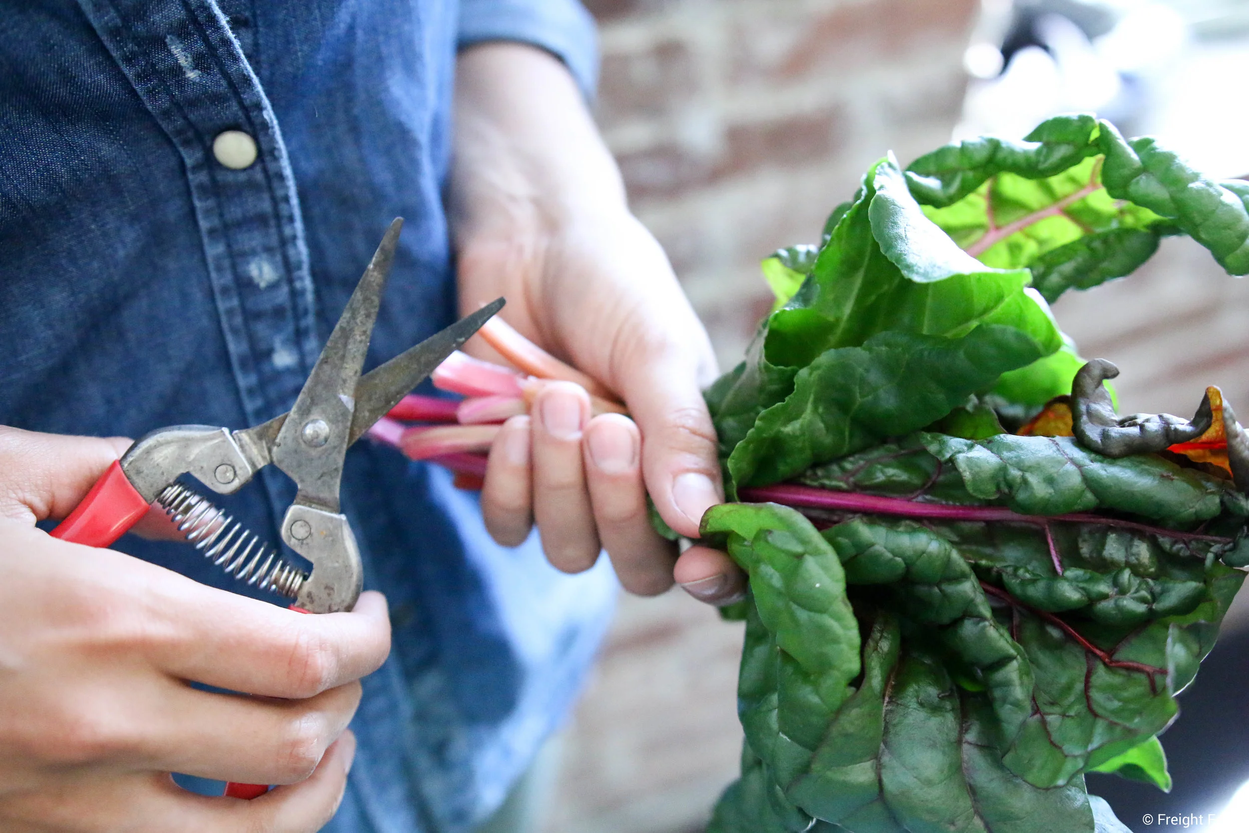 Farm to Table