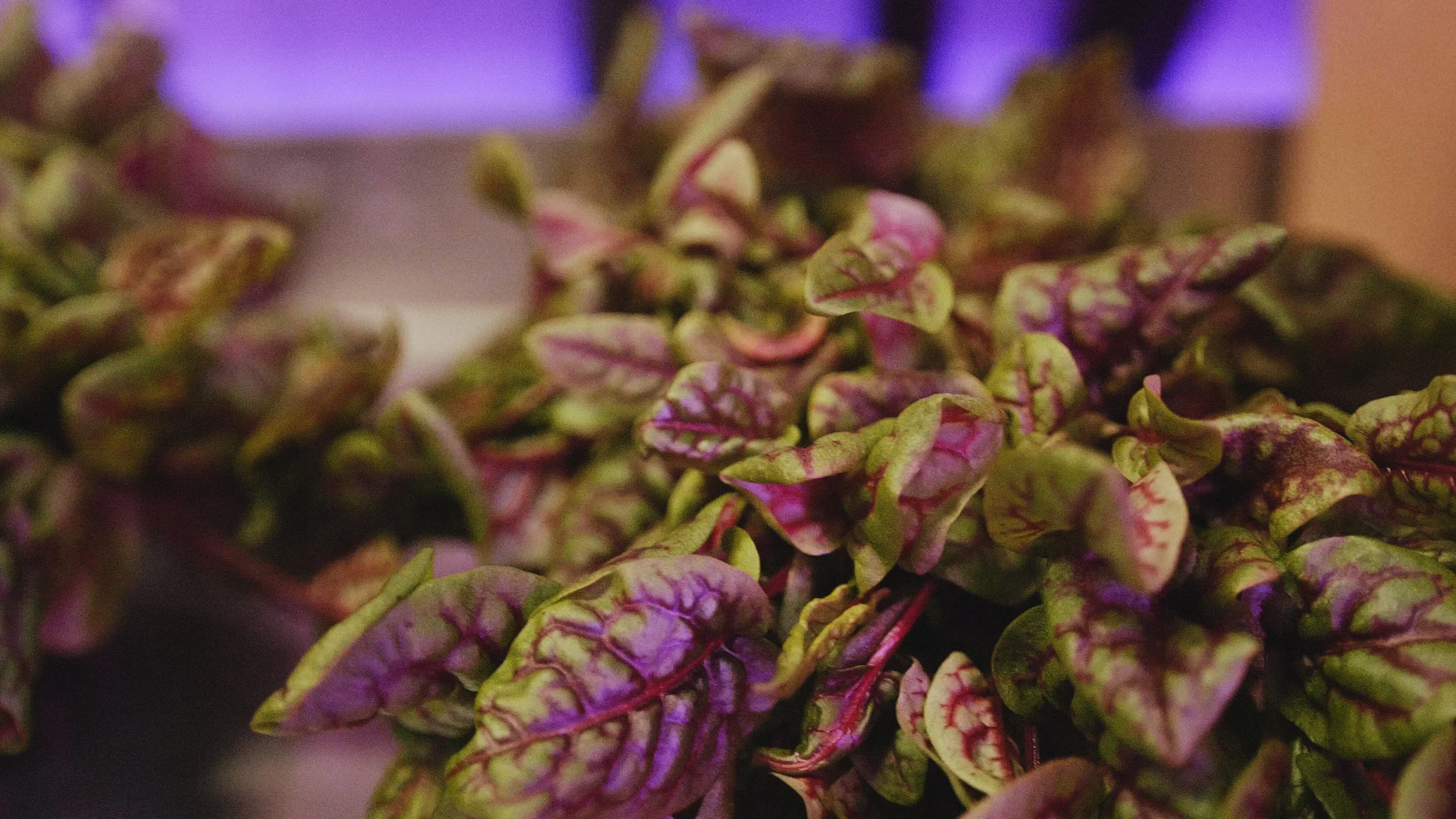 Sorrel.jpg