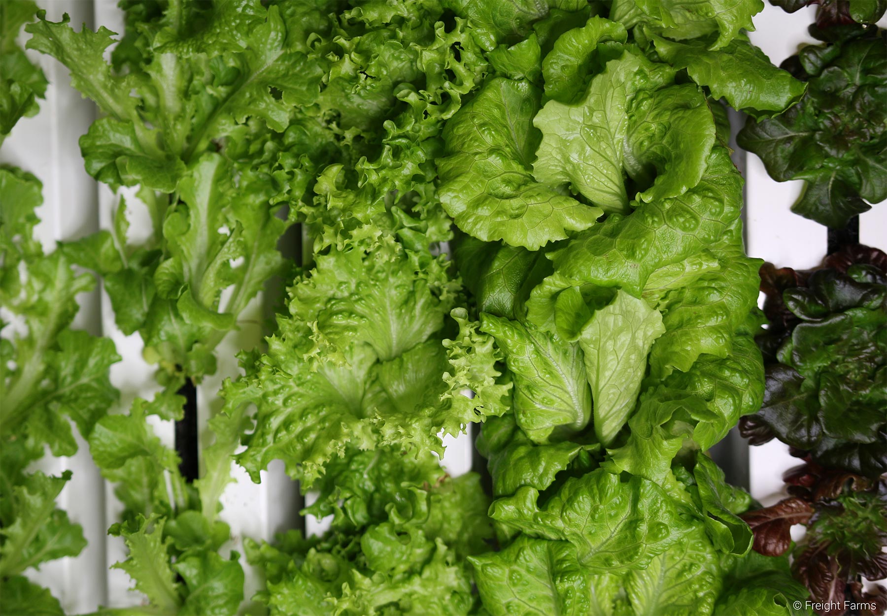 Freight Farms_Boston_Interior_Lettuce_1.jpg