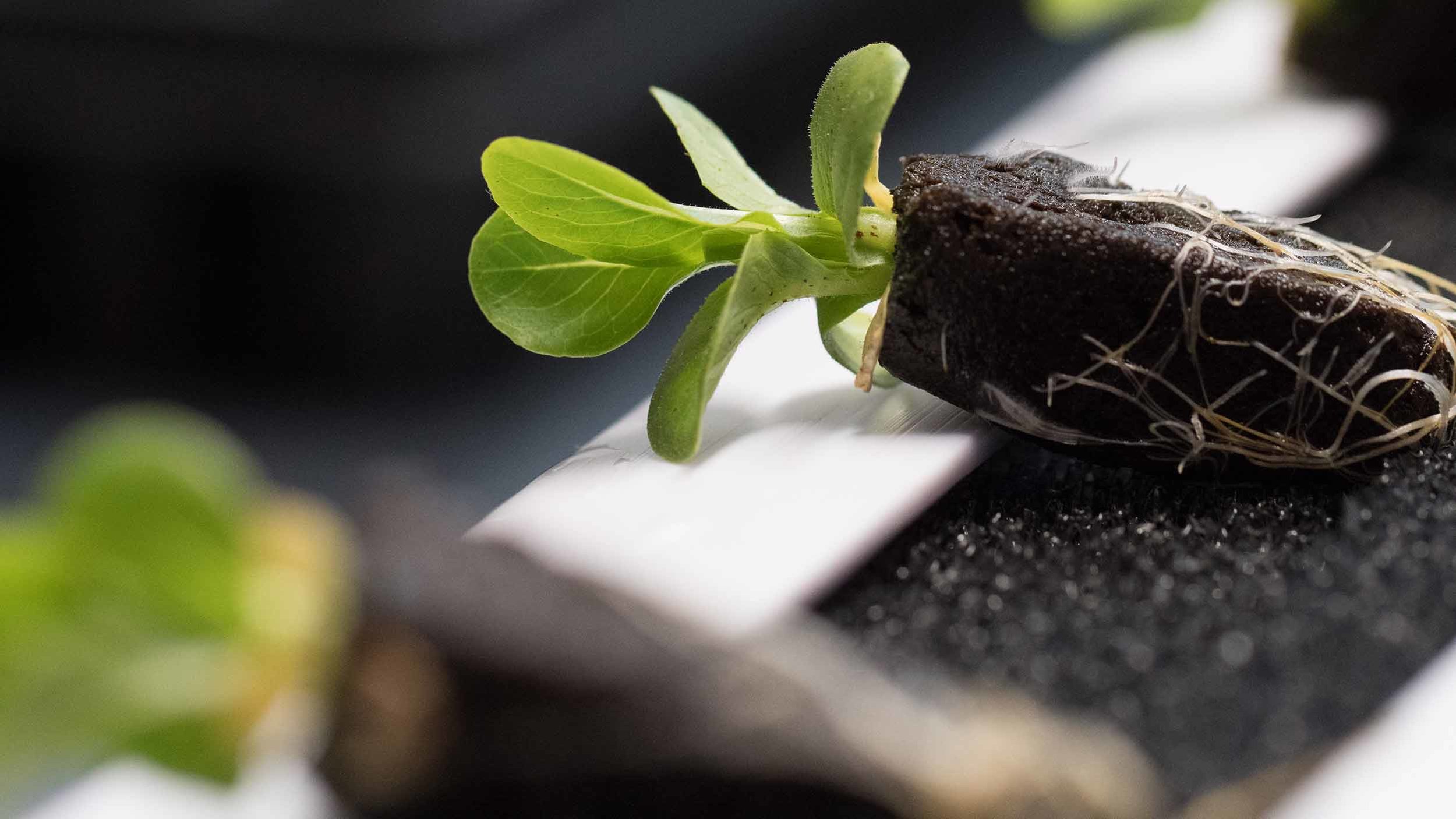 seedling-100kb.jpg