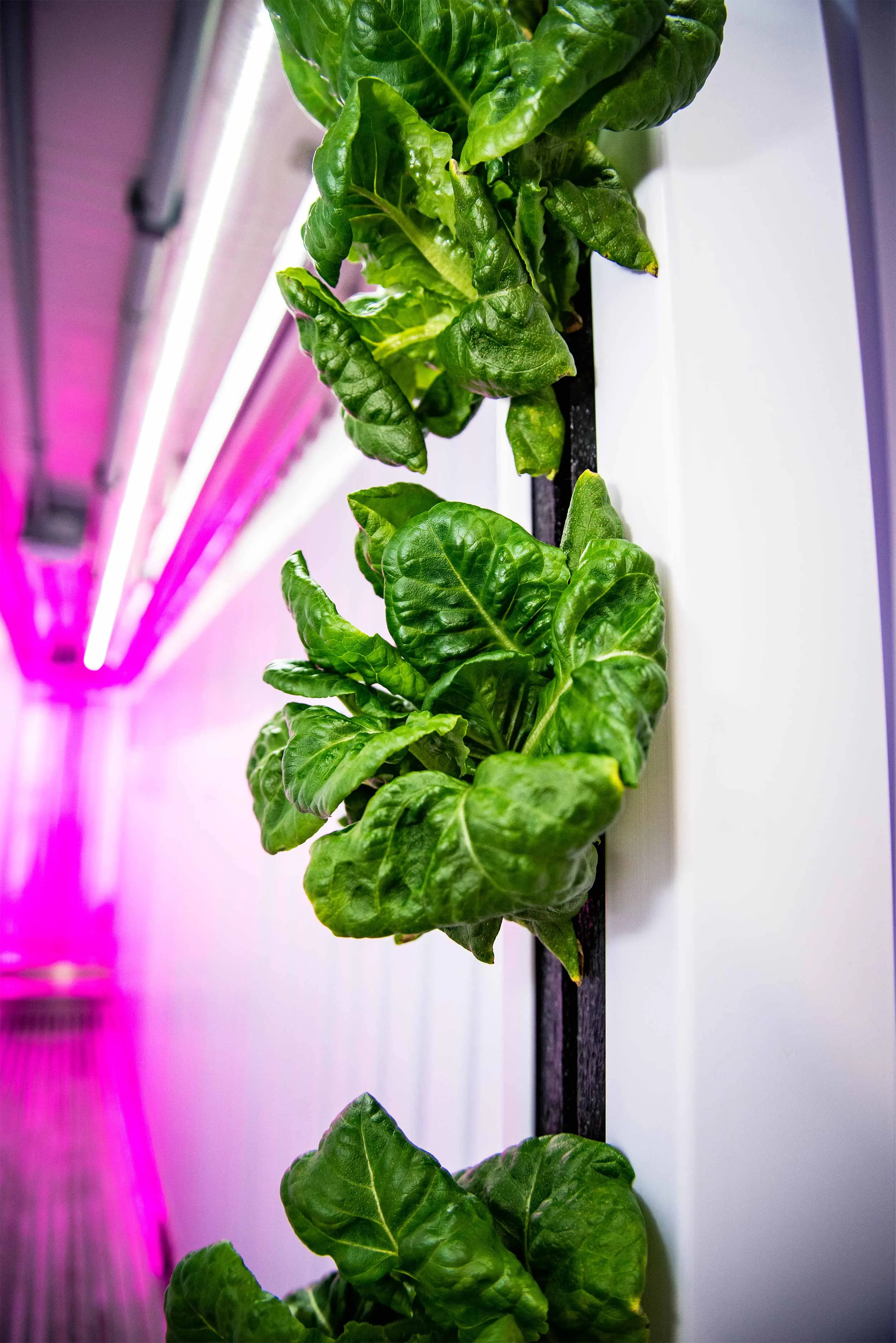 BGood-Container-Farm-3.jpg