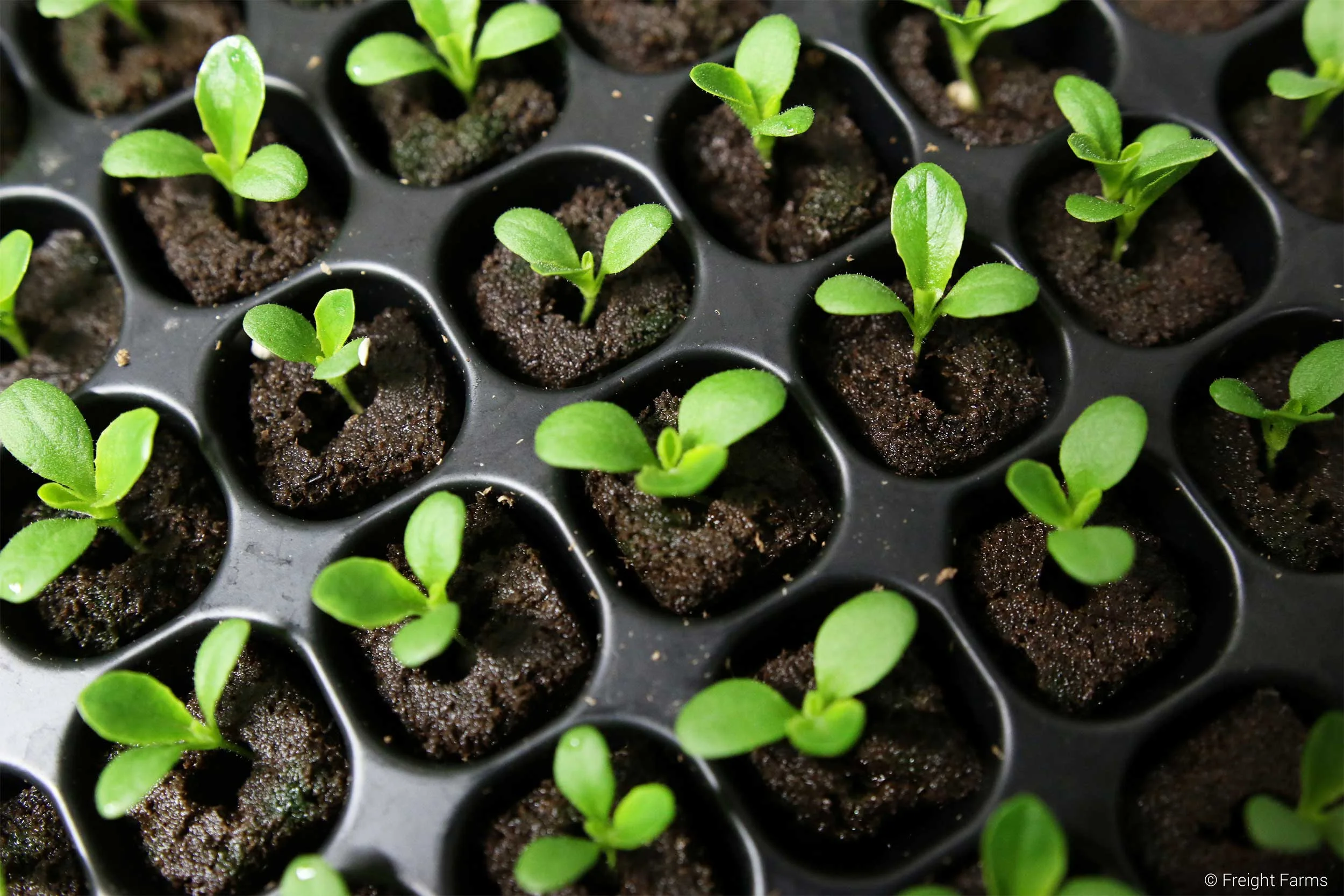 Freight Farms_sprouts.jpg