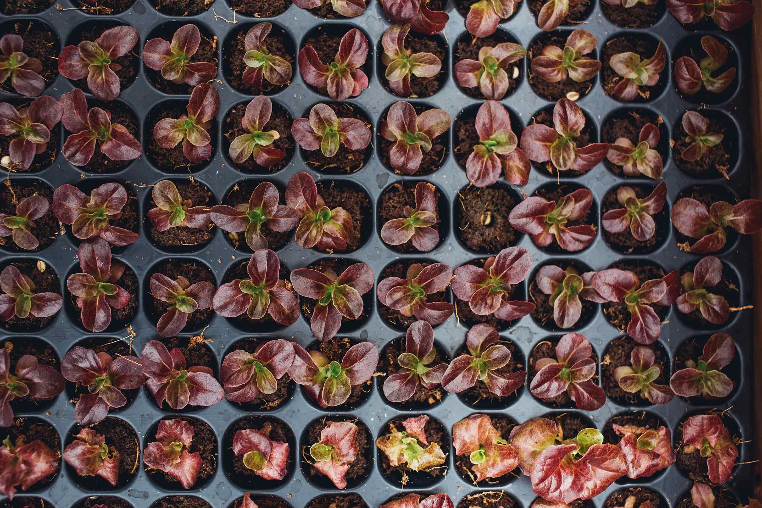 Maryville-U-seedlings.jpg