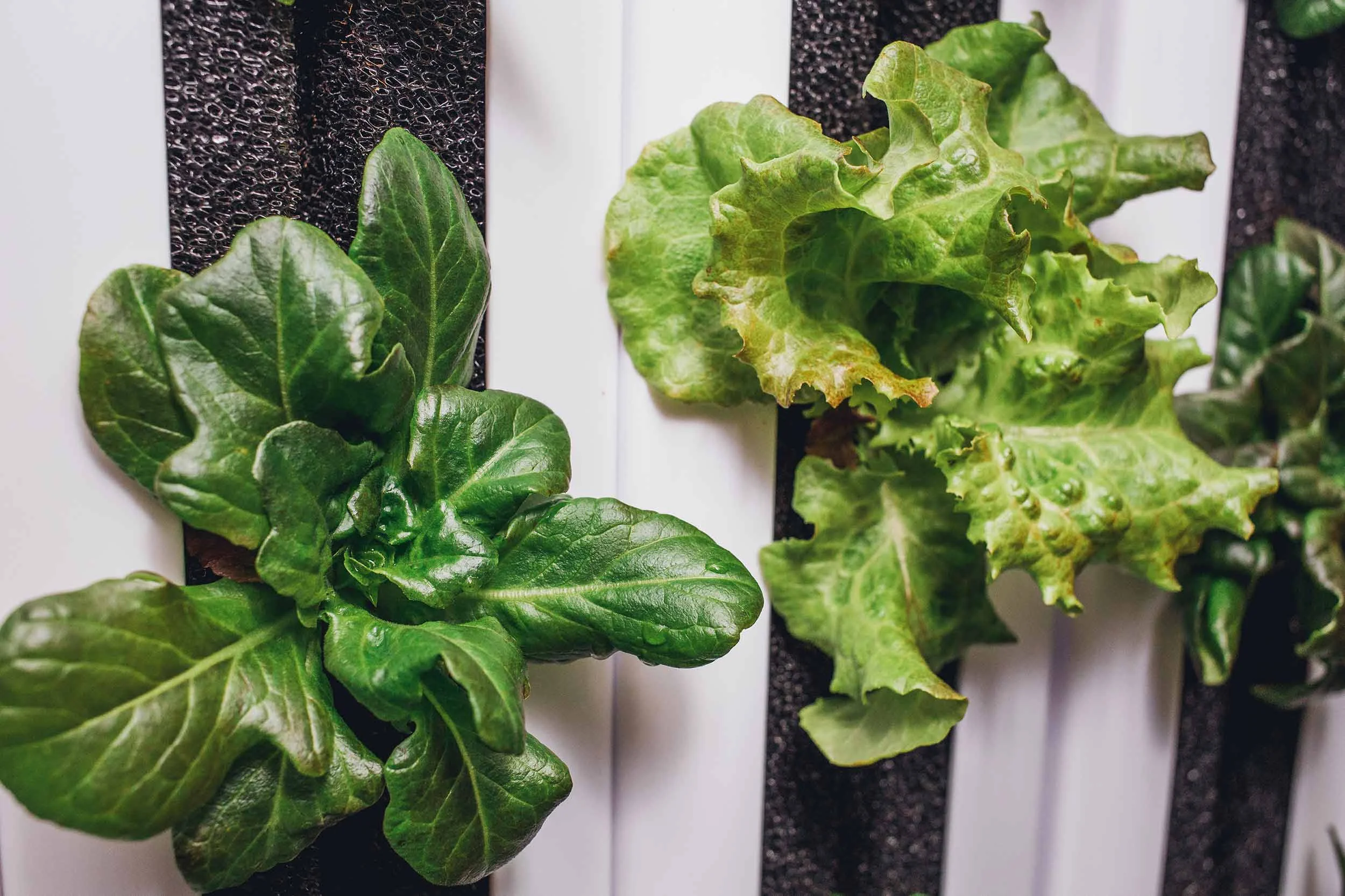 Spring Mix