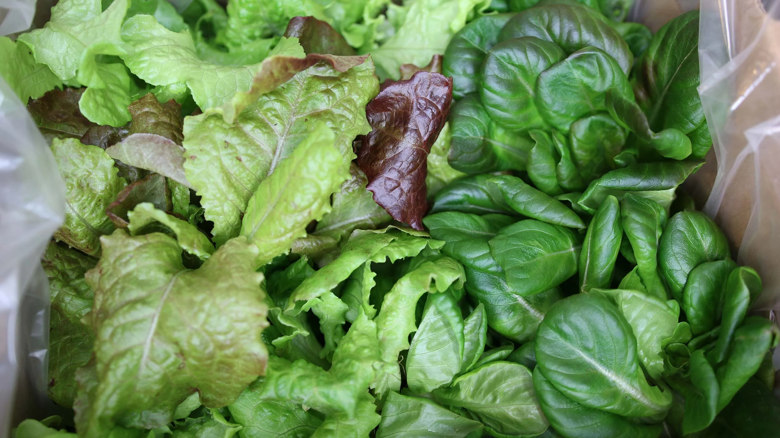 Lettuce mix