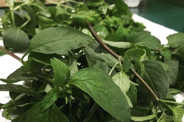 Thai Basil
