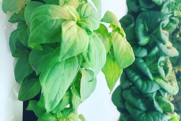 Lemon Basil