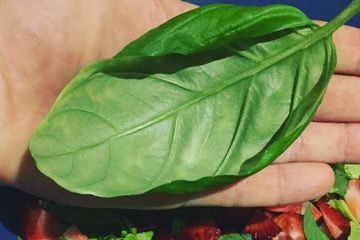 Italian Large Leaf Basil