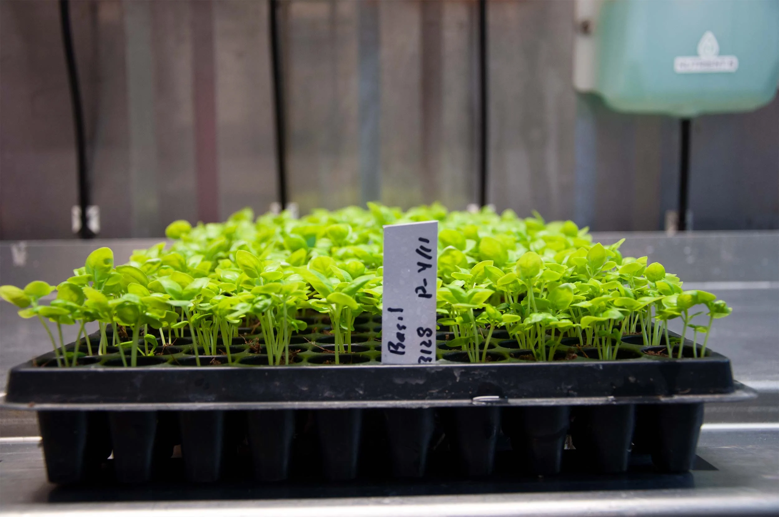 Enlightened-Crops-Basil.jpg