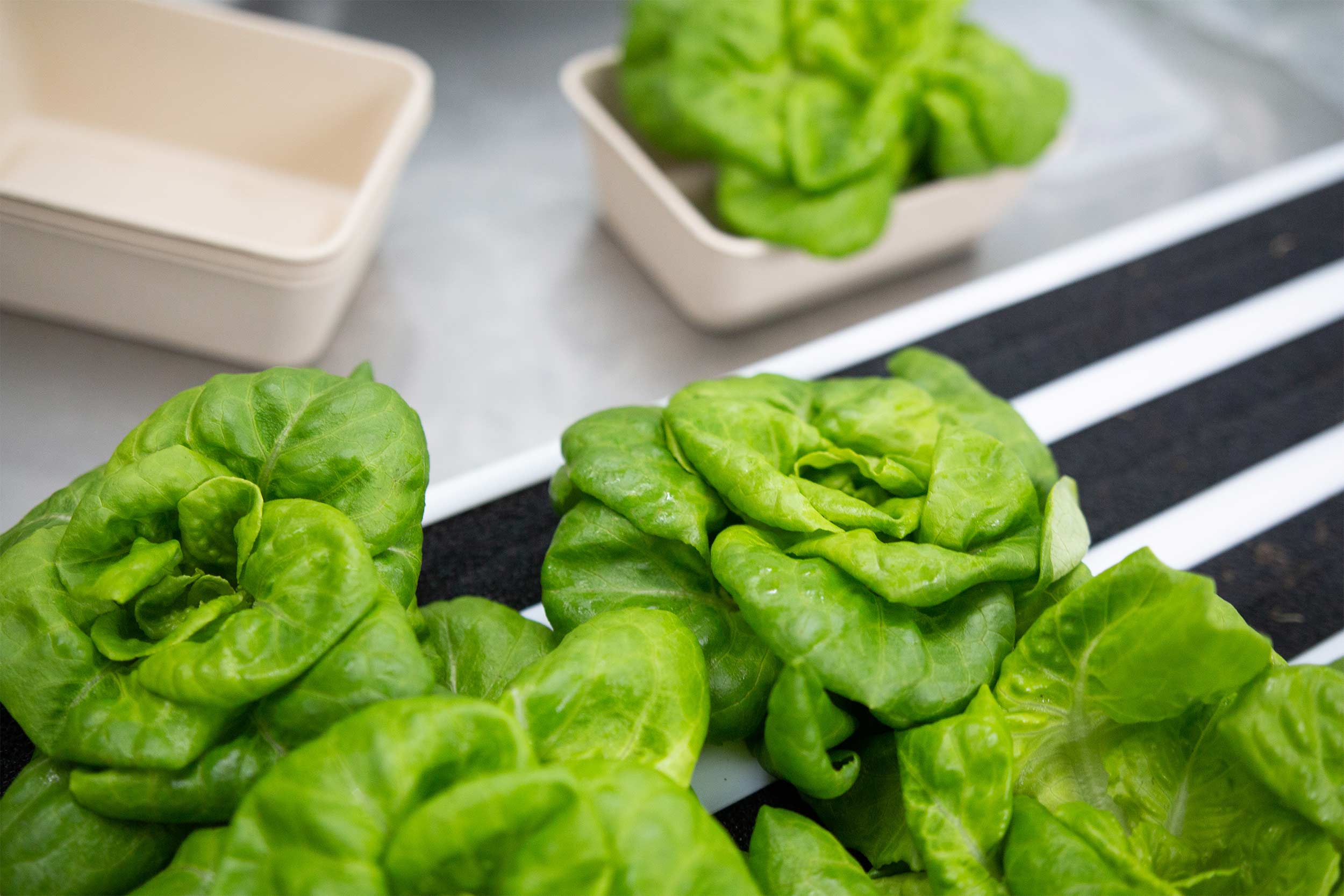 The worktop is perfect for seeding and harvesting