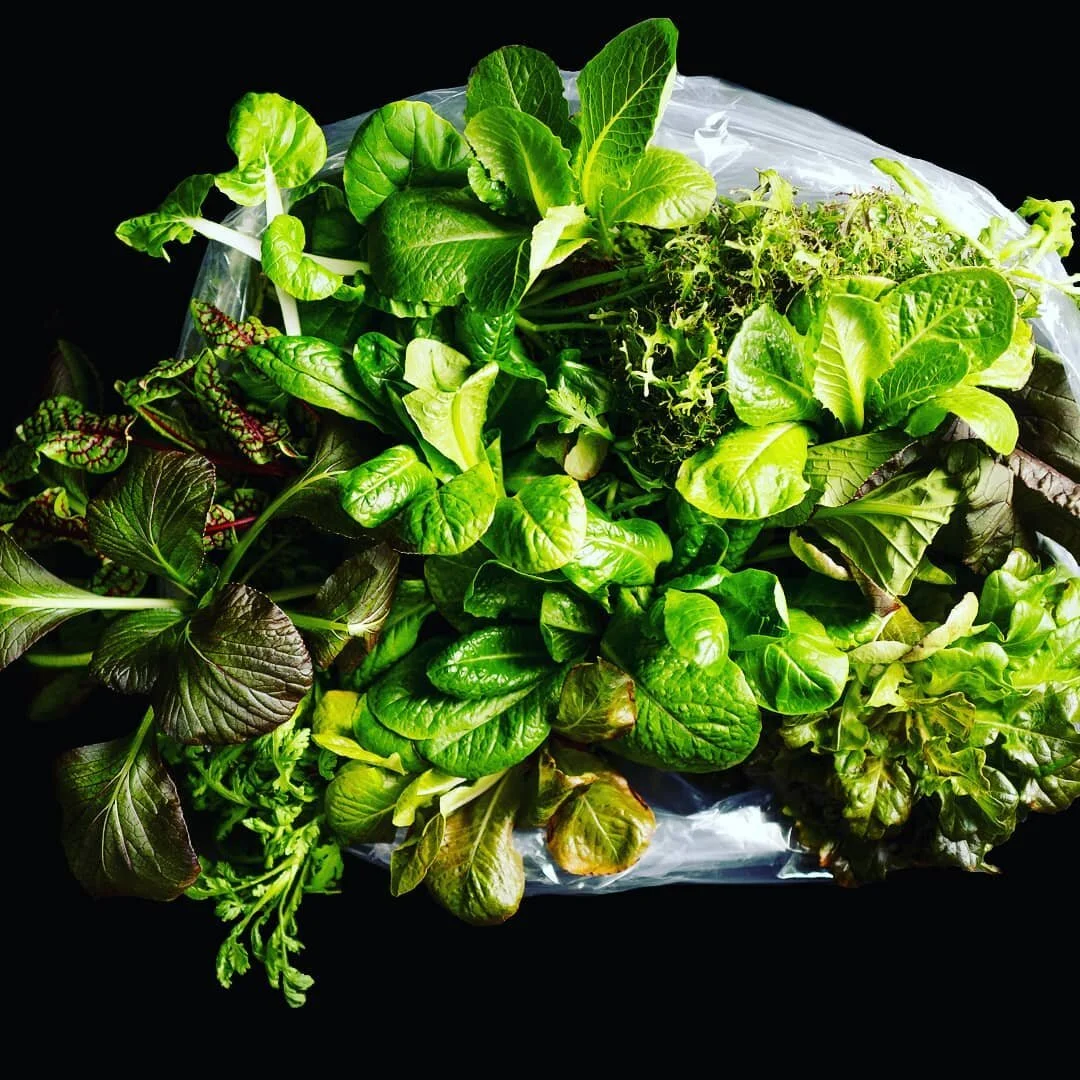 Hammock-Greens-Start-a-Farming-Business.png