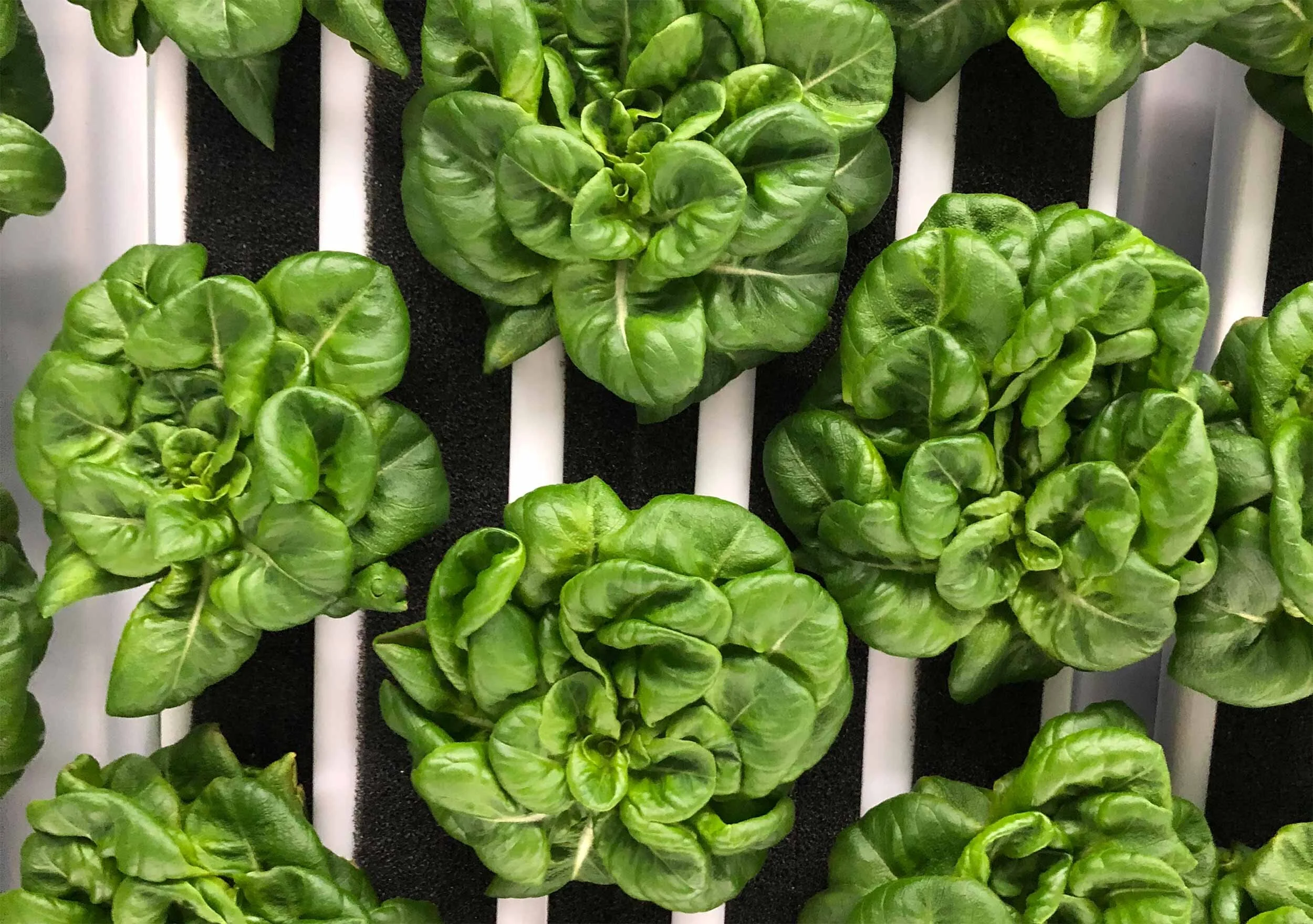 Greenery_Humidity_Lettuce.jpg