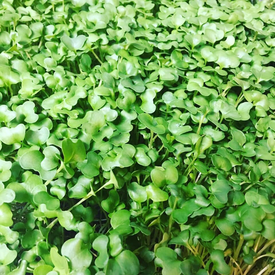 Microgreens