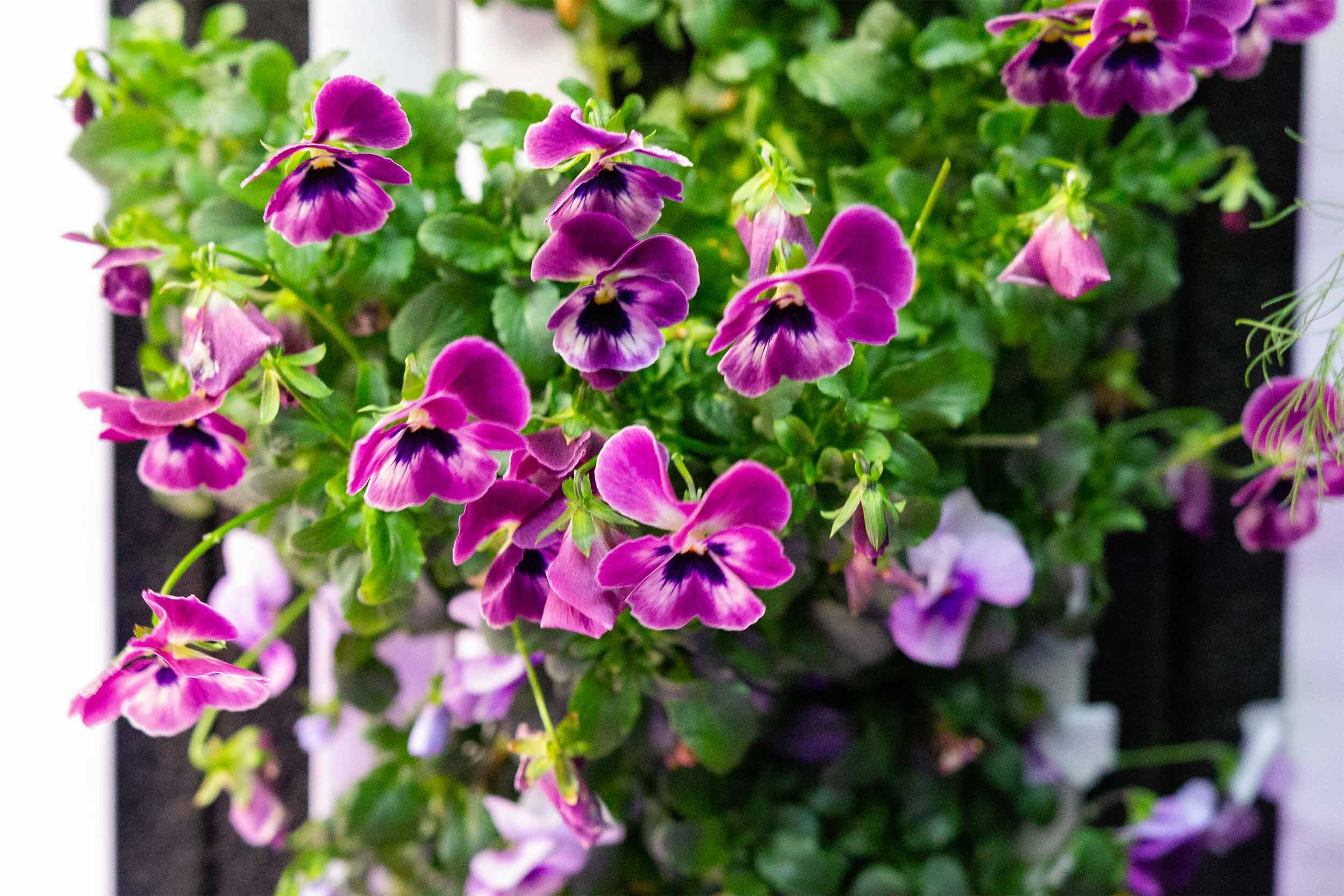 Greenery Vertical Farm