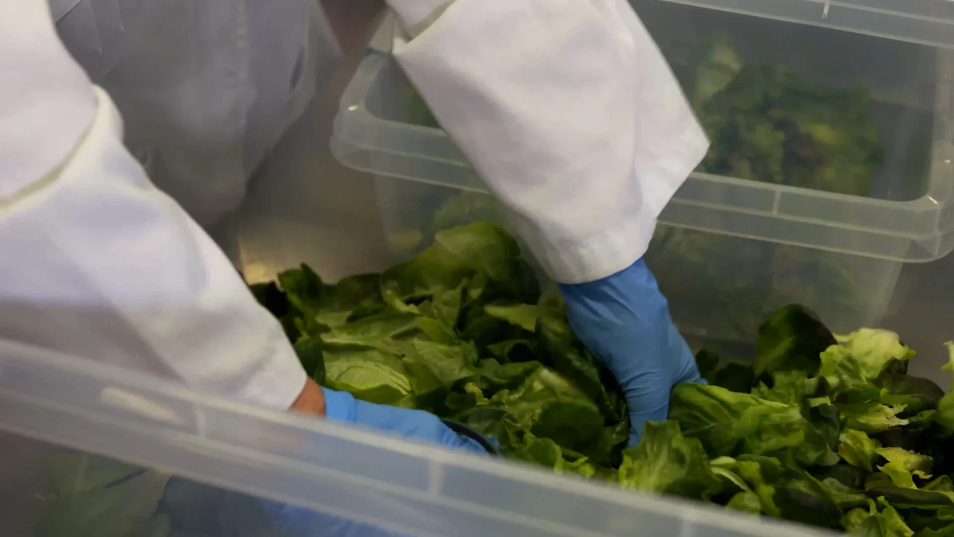 Corner Greens Husband Wife Duo Launches 3 Container Farms