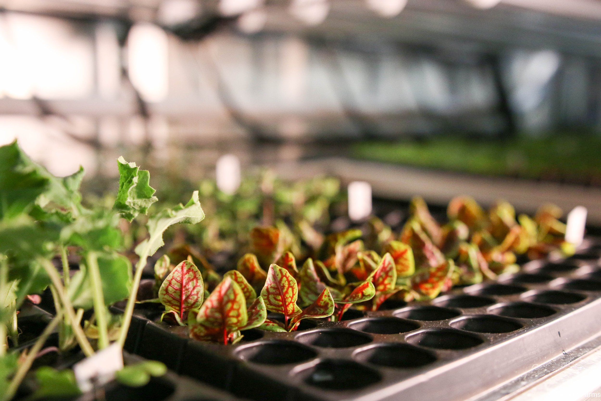 Best Practices for Seed Selection in Vertical Hydroponics