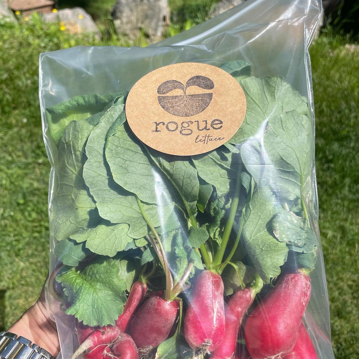 Rogue Lettuce