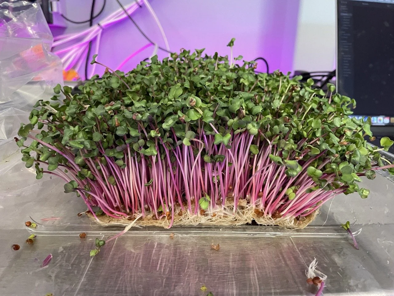 How to Maximize Your Nursery Station with Microgreens