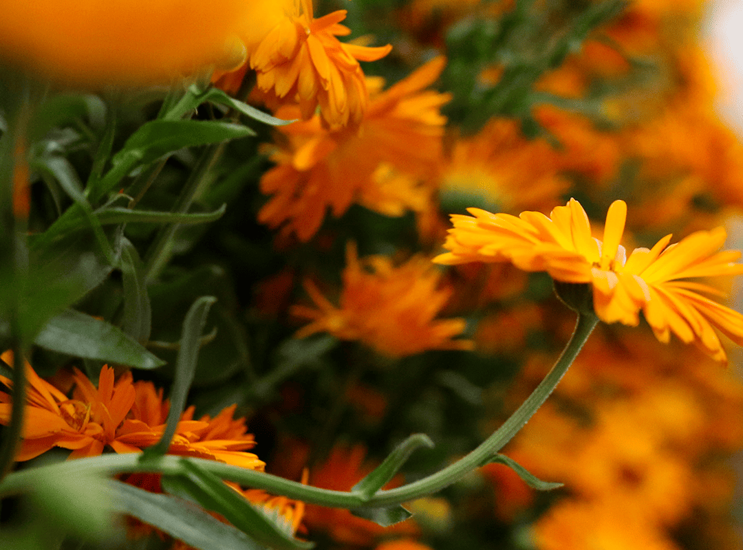 An ideal growing environment for edible flowers like calendula