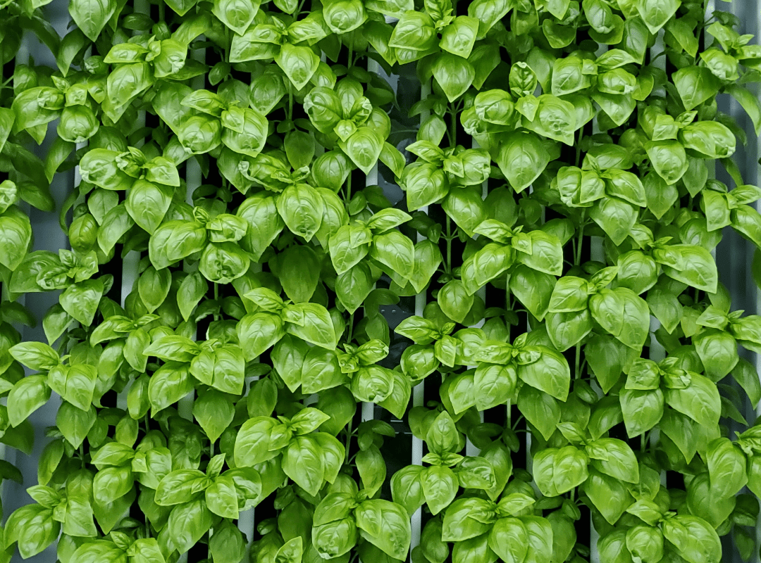 Herbs like basil thrive in the vertical farm