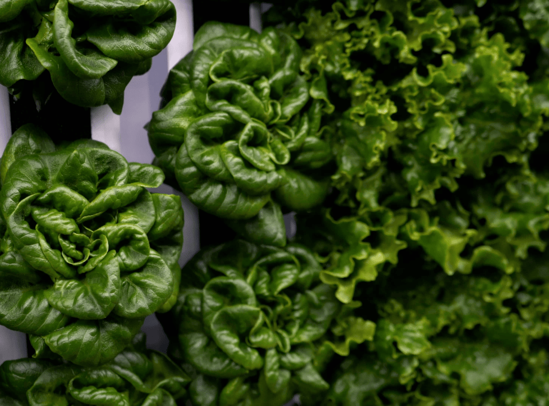 A perfect growing environment for lettuces