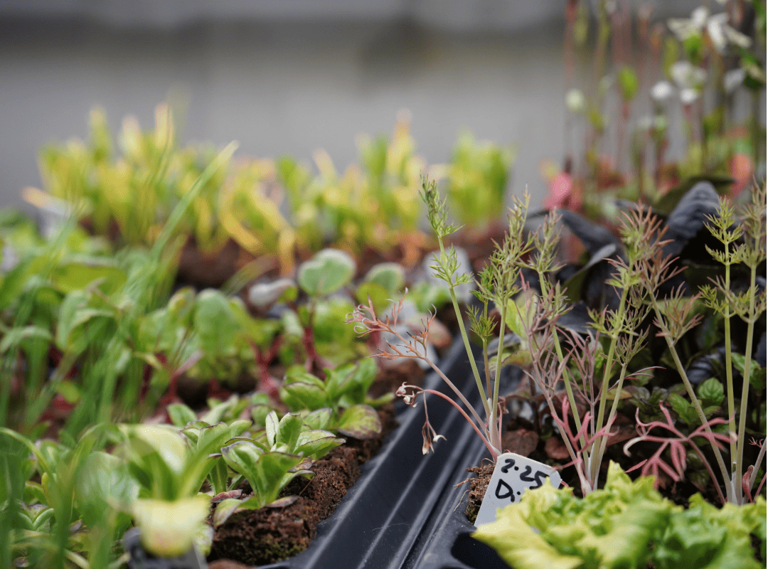 Hydroponic seedlings