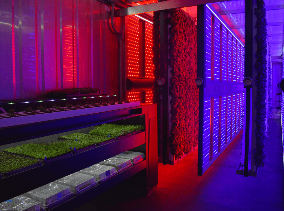 Red, blue, and white LED lights provide plants with sunlight