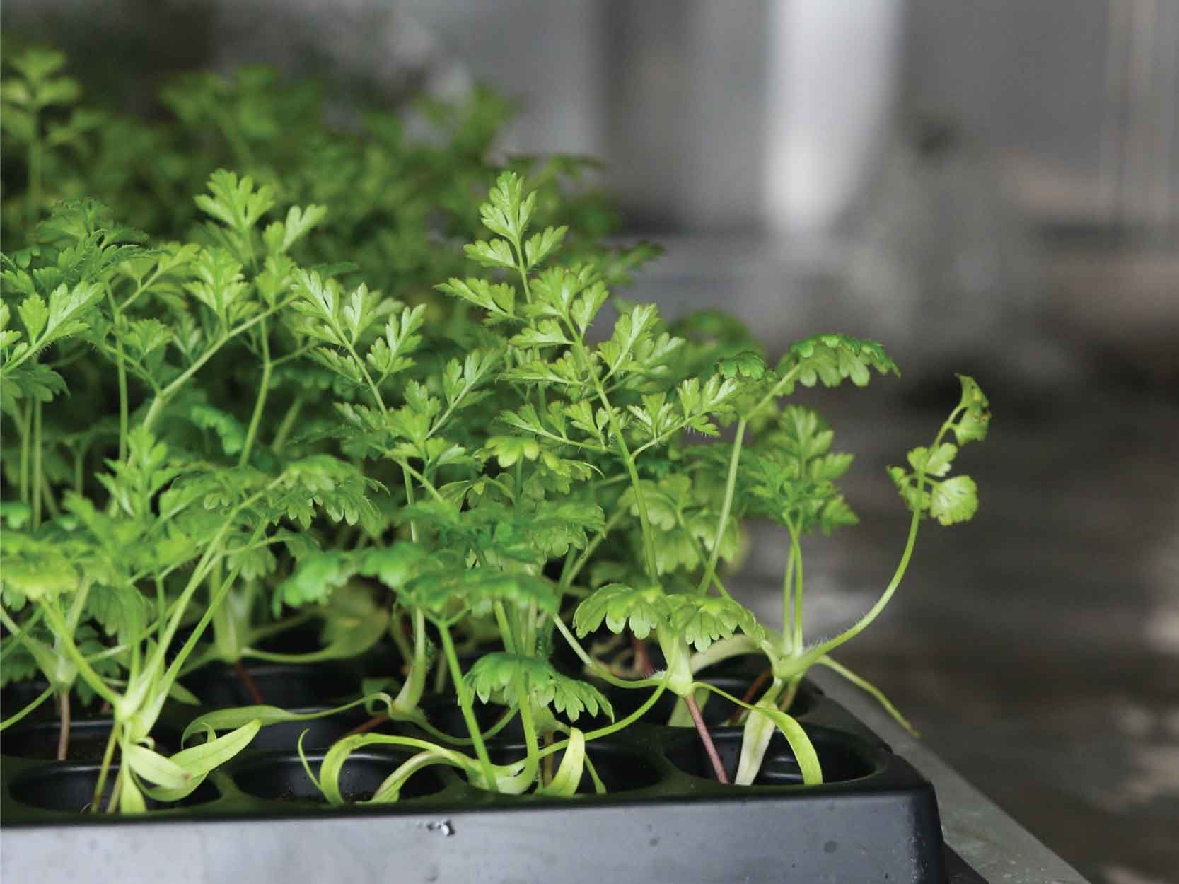 Seedlings are watered using ebb and flow hydroponics