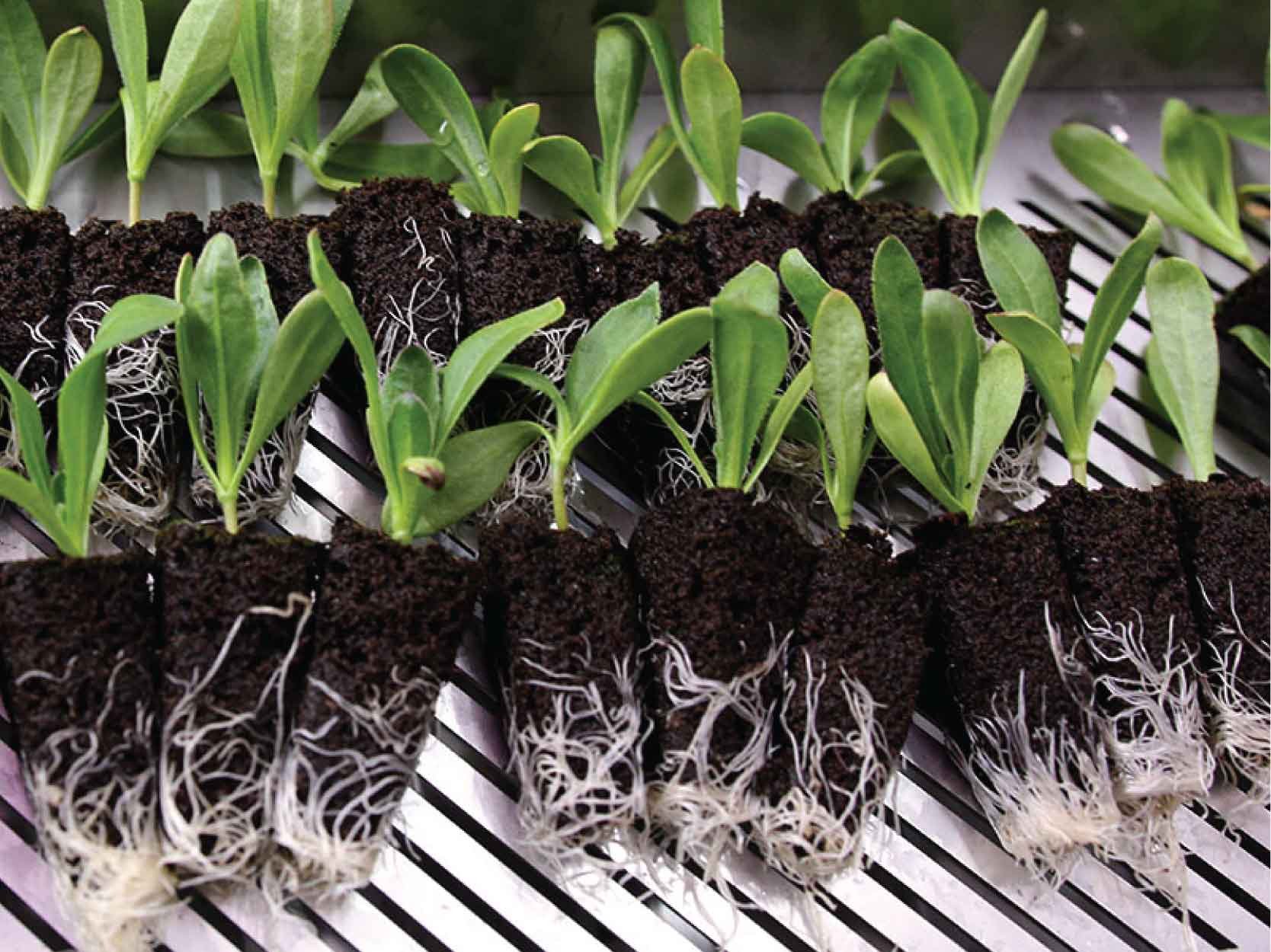 Plants' roots, supported by absorbent coco and peat moss grow plugs