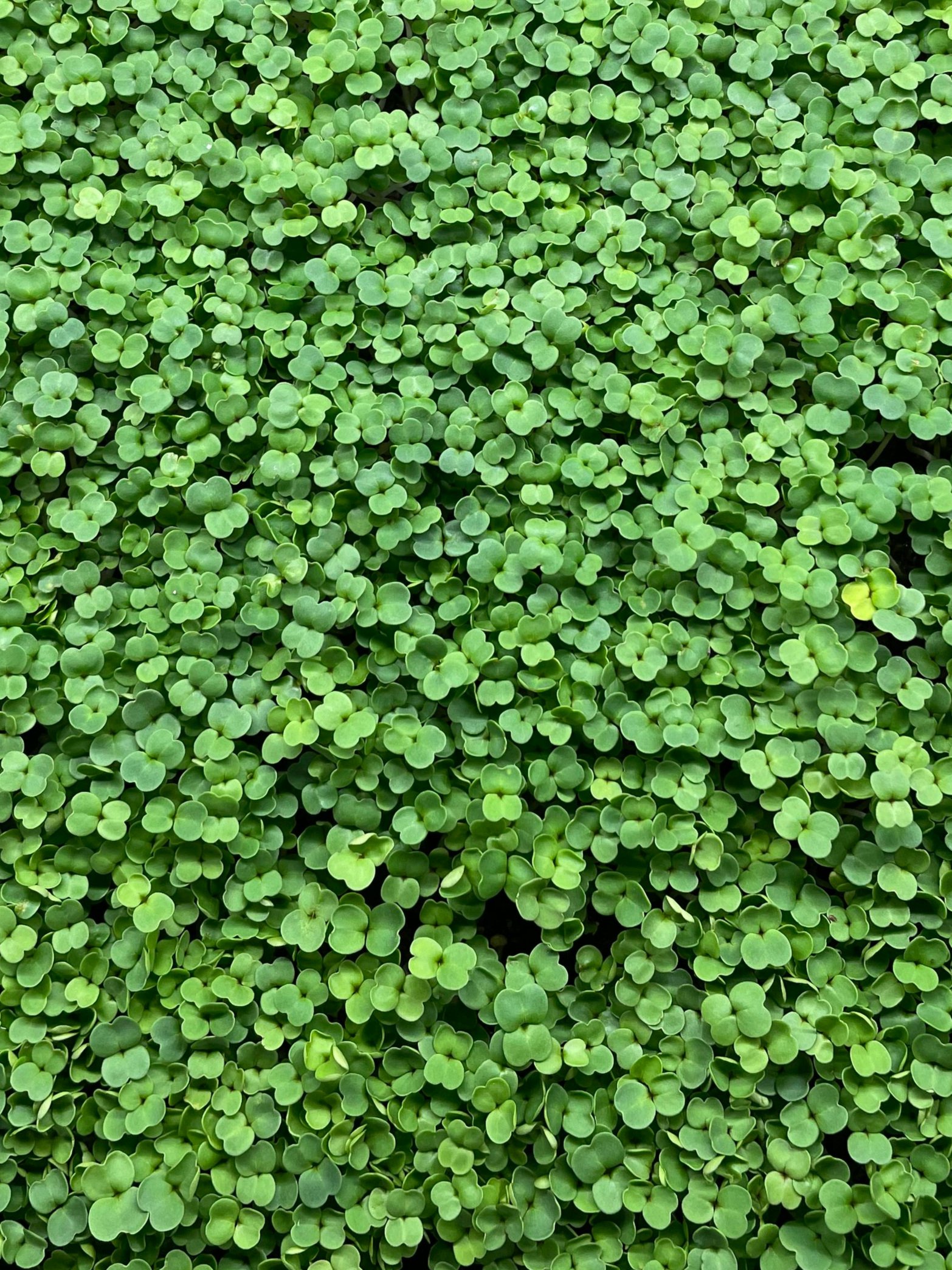 Microgreens