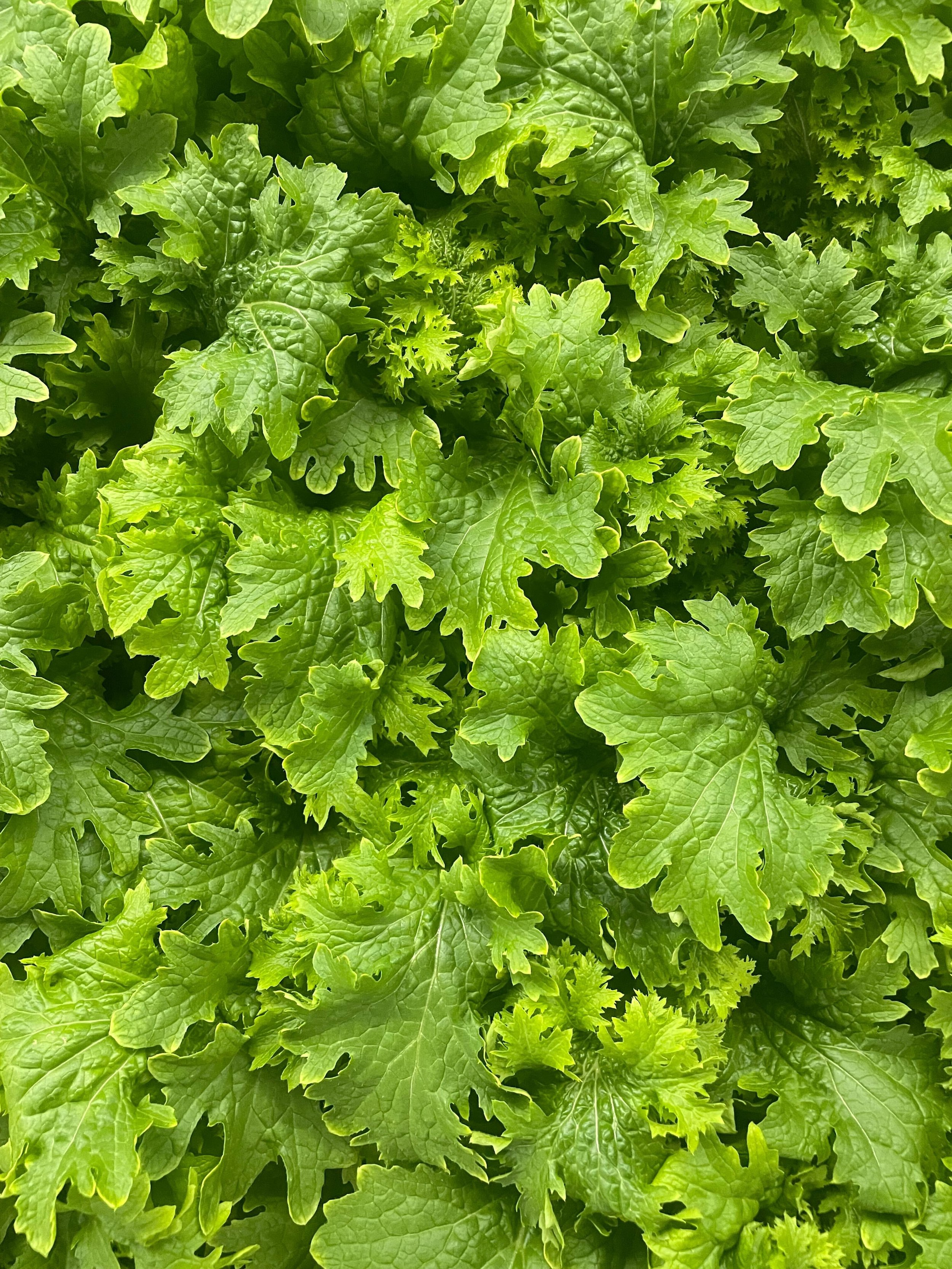 Mustard greens