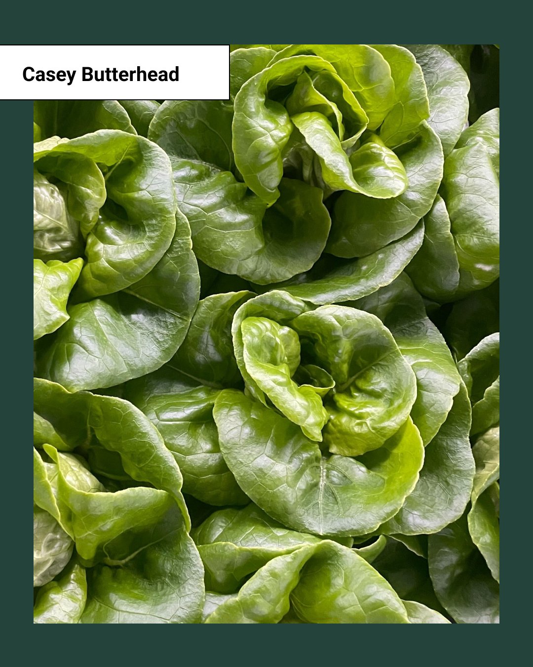 Casey Butterhead Lettuce