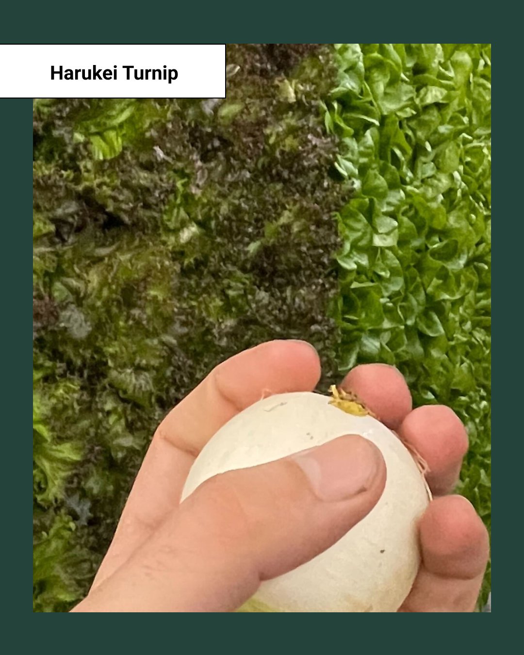 Harukei Turnip