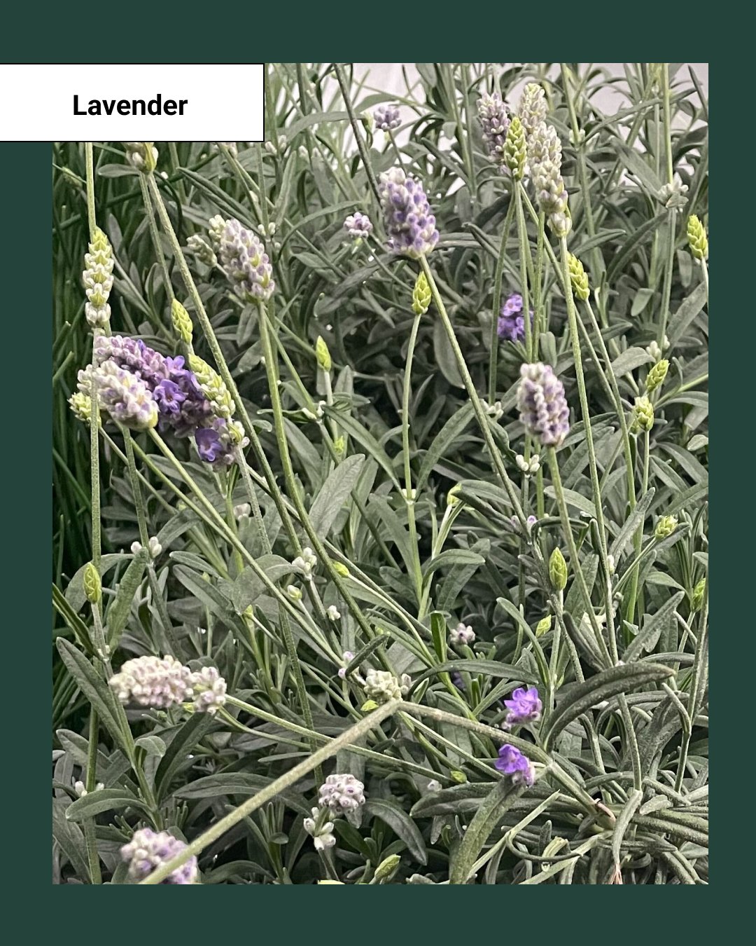 Lavender