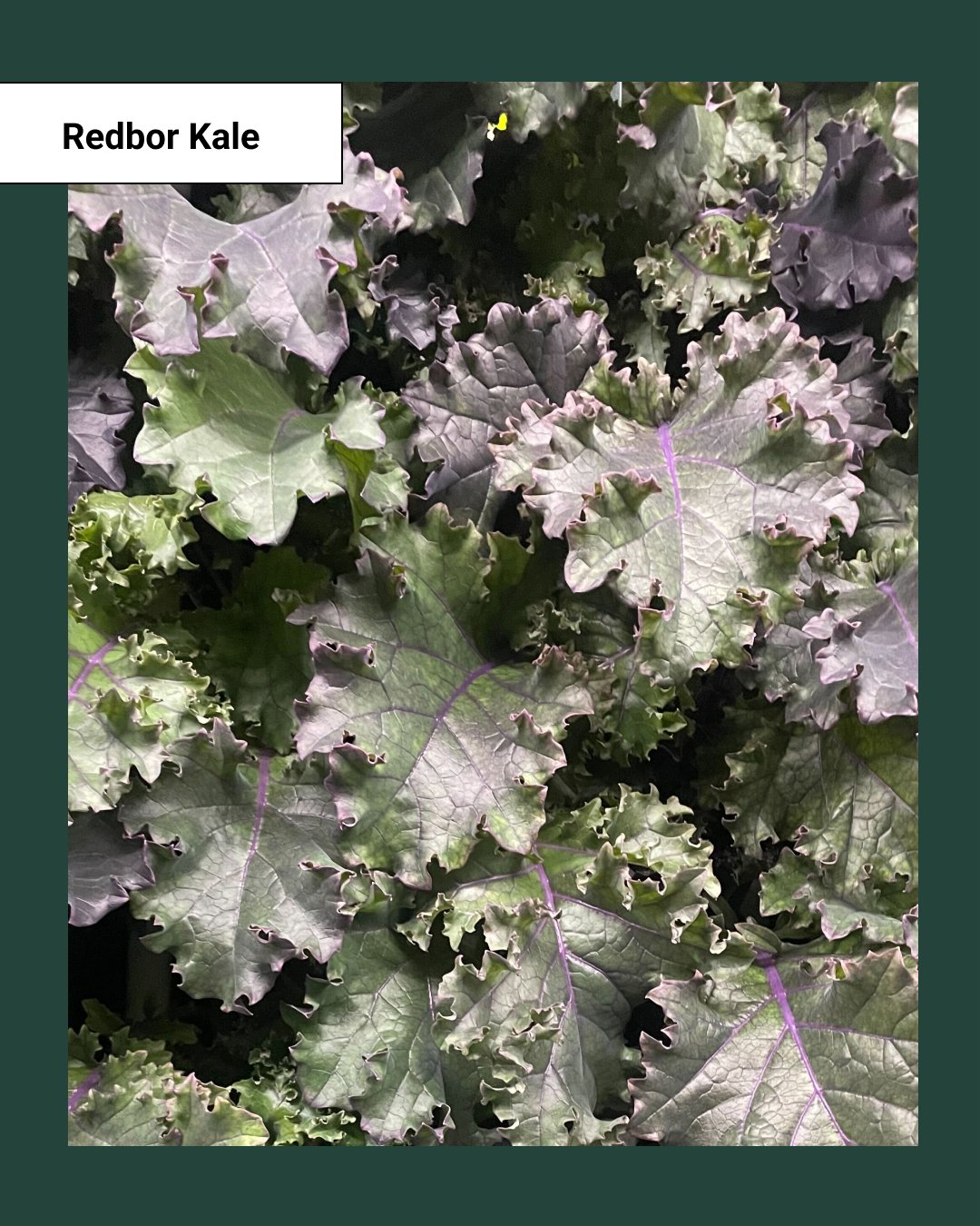 Redbor Kale