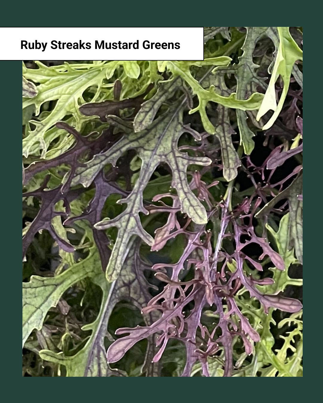 Ruby Streaks Mustard Greens