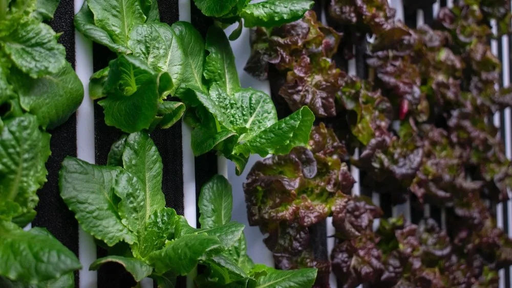 Soluble Potassium Humate Powder supplier Soluble Potassium Humate Powder supplier