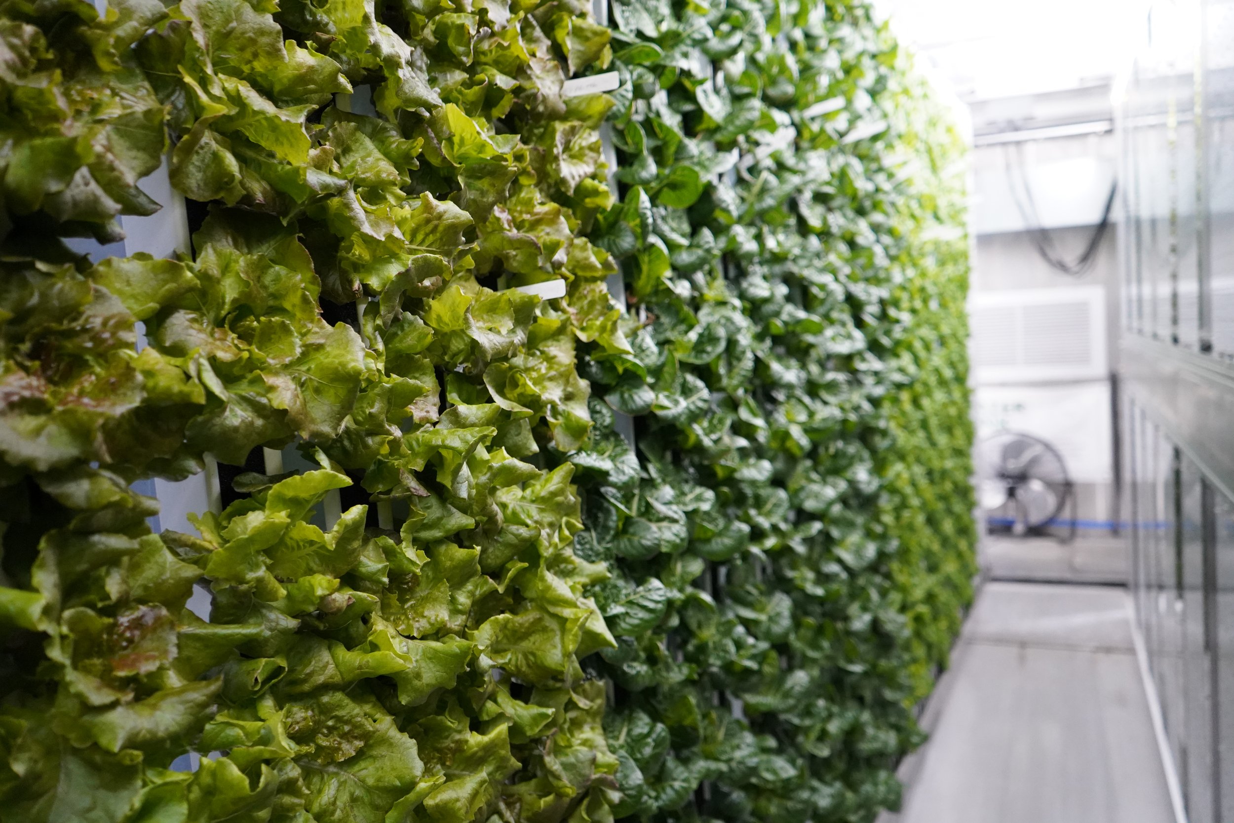 Mastering Your Freight Farm's Crop Plan: A Guide to Success