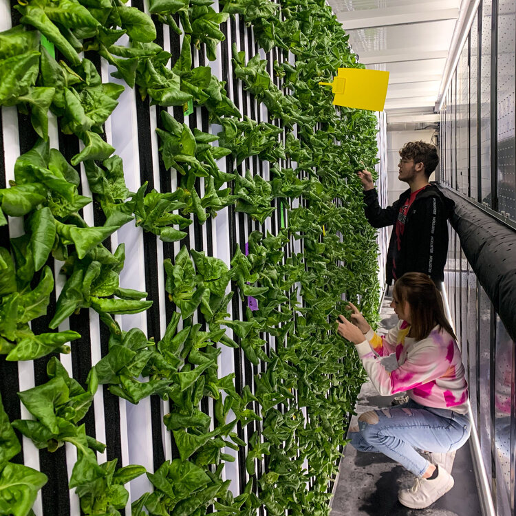 Two agriculture students work in the Freight Farm