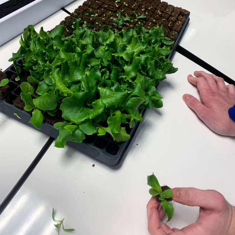 Hydroponic lettuce