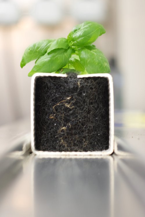 Plant Cloning – 4 Steps to Get Started