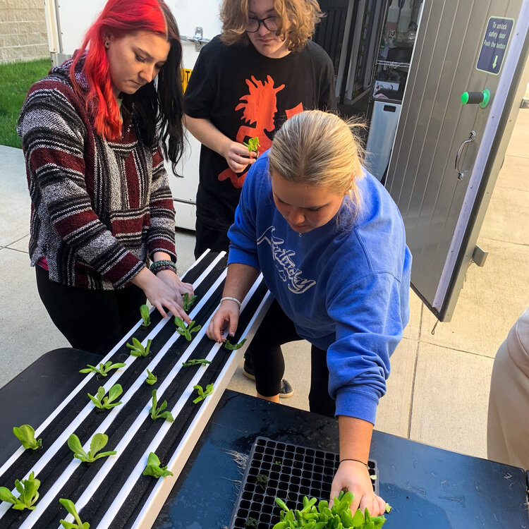 Three agriculture students transplant hydroponic lettuce