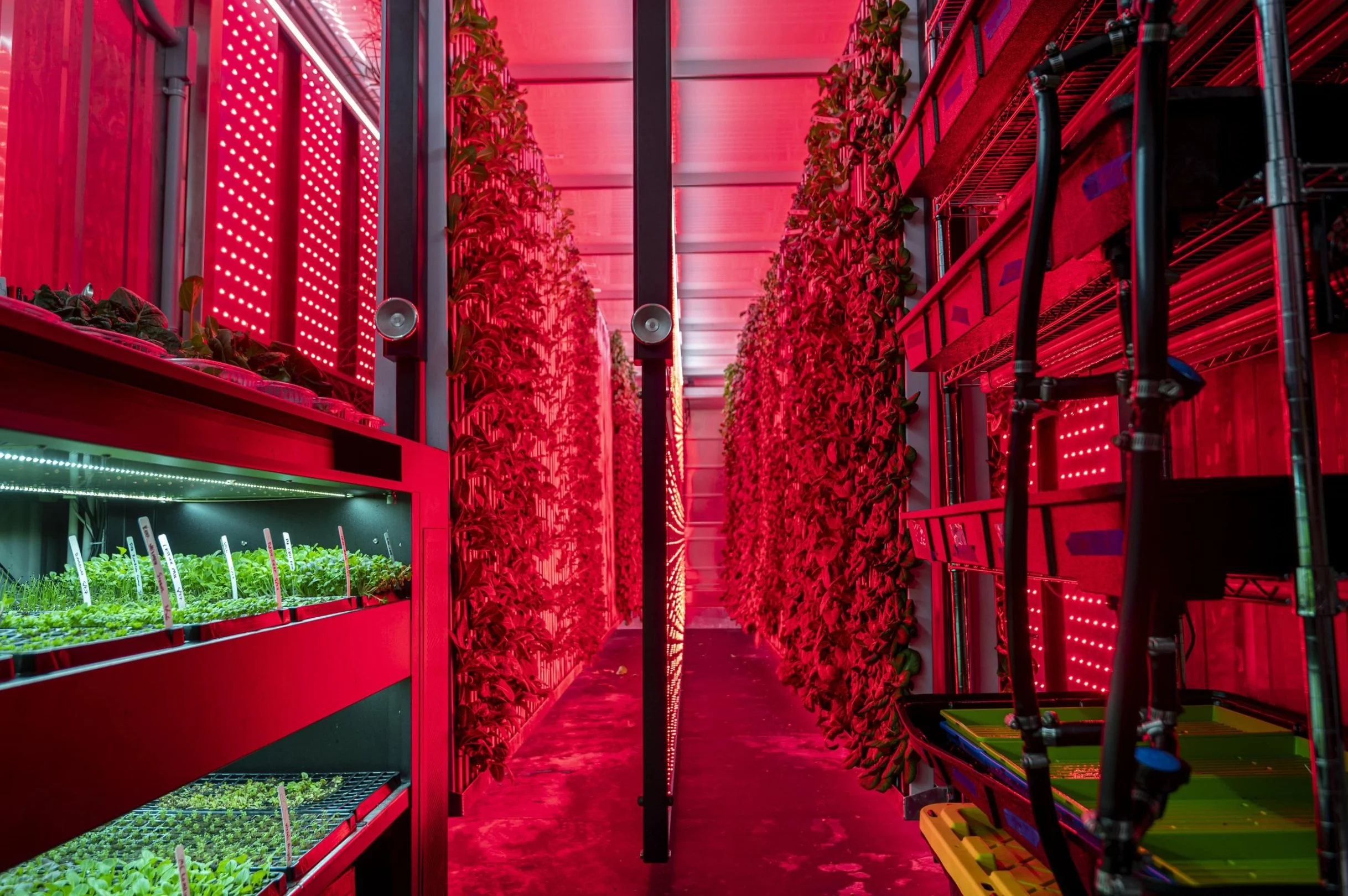 King Tide Farms Grows Hydroponic Produce for Top Restaurants in