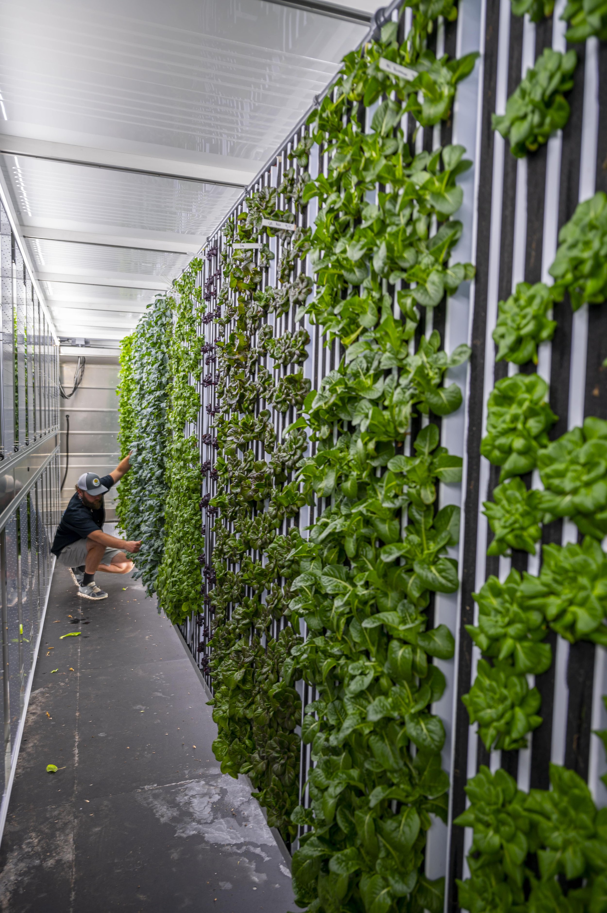 King Tide Farms Grows Hydroponic Produce for Top Restaurants in