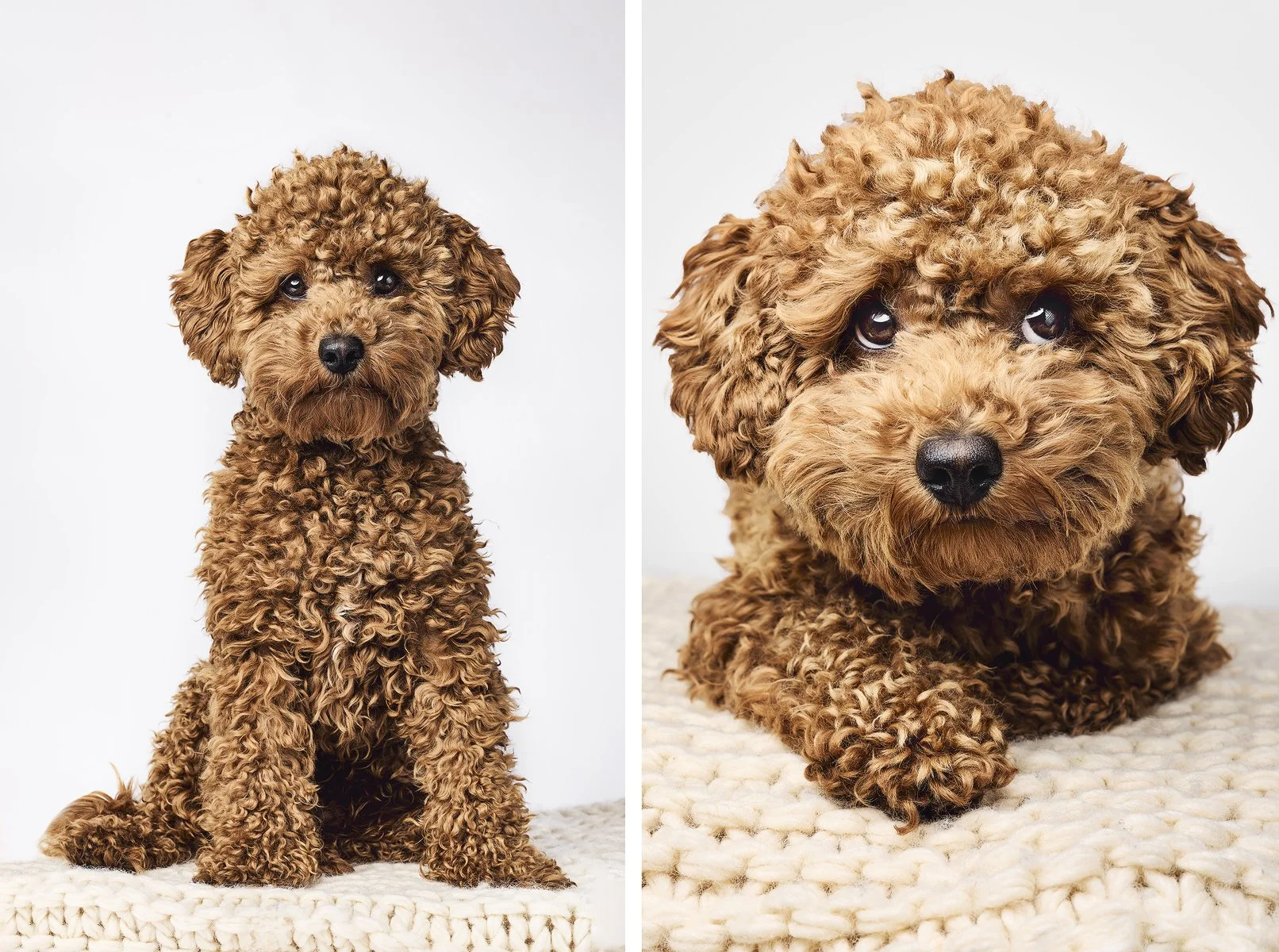 husdjursfotograf-stockholm-maltipoo-01.jpg