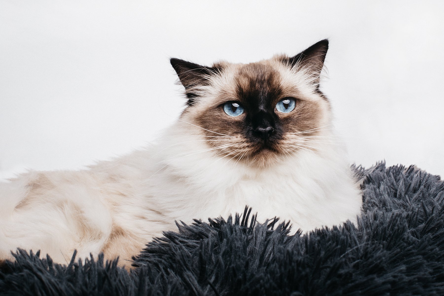 husdjursfotograf-stockholm-ragdoll-02.jpg