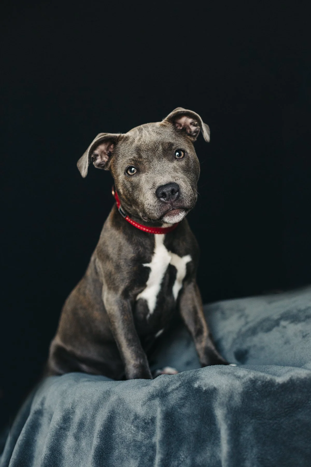 husdjursfotograf-stockholm-valp-staffordshireterrier-01.jpg