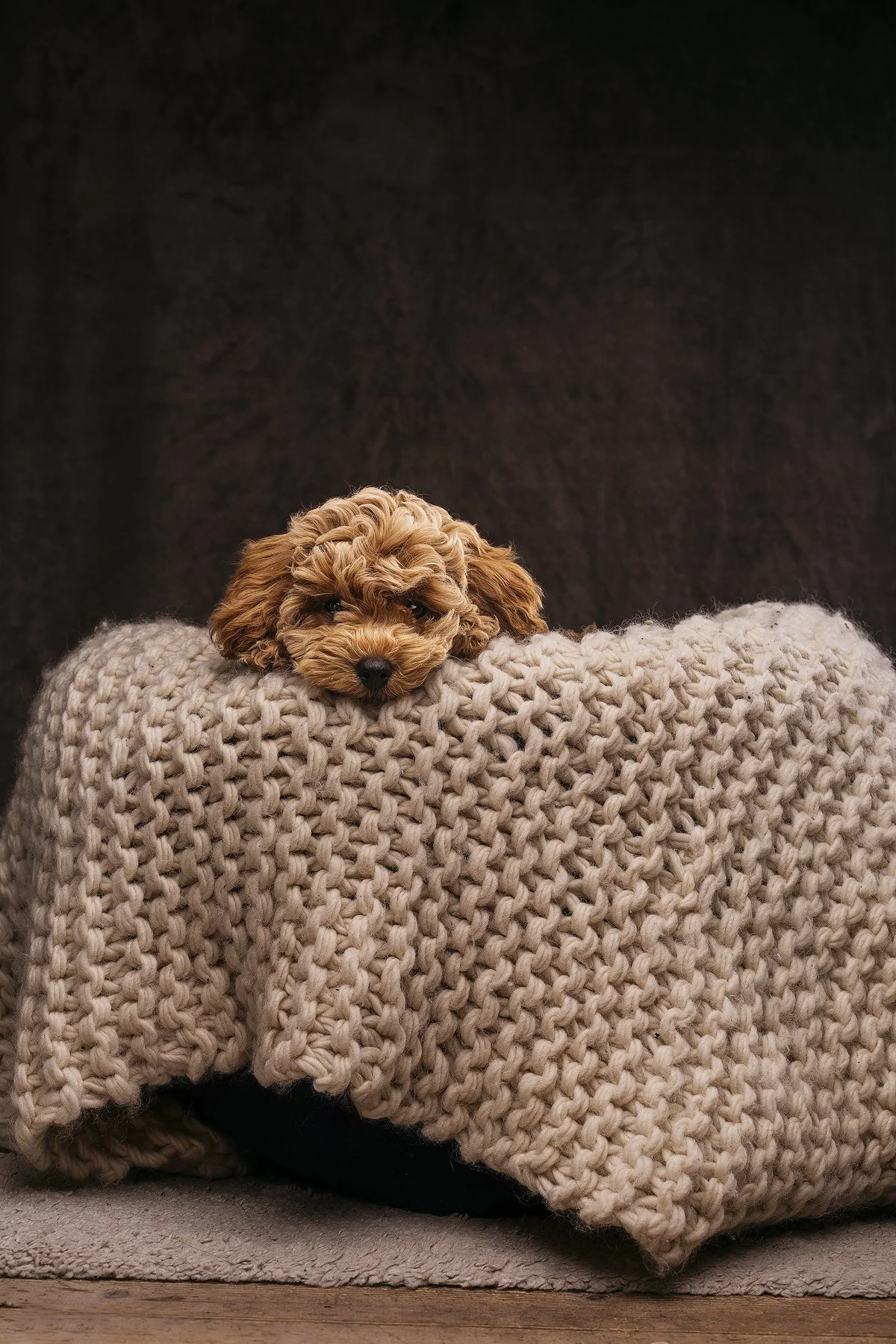 husdjursfotograf-stockholm-maltipoo-02.jpg