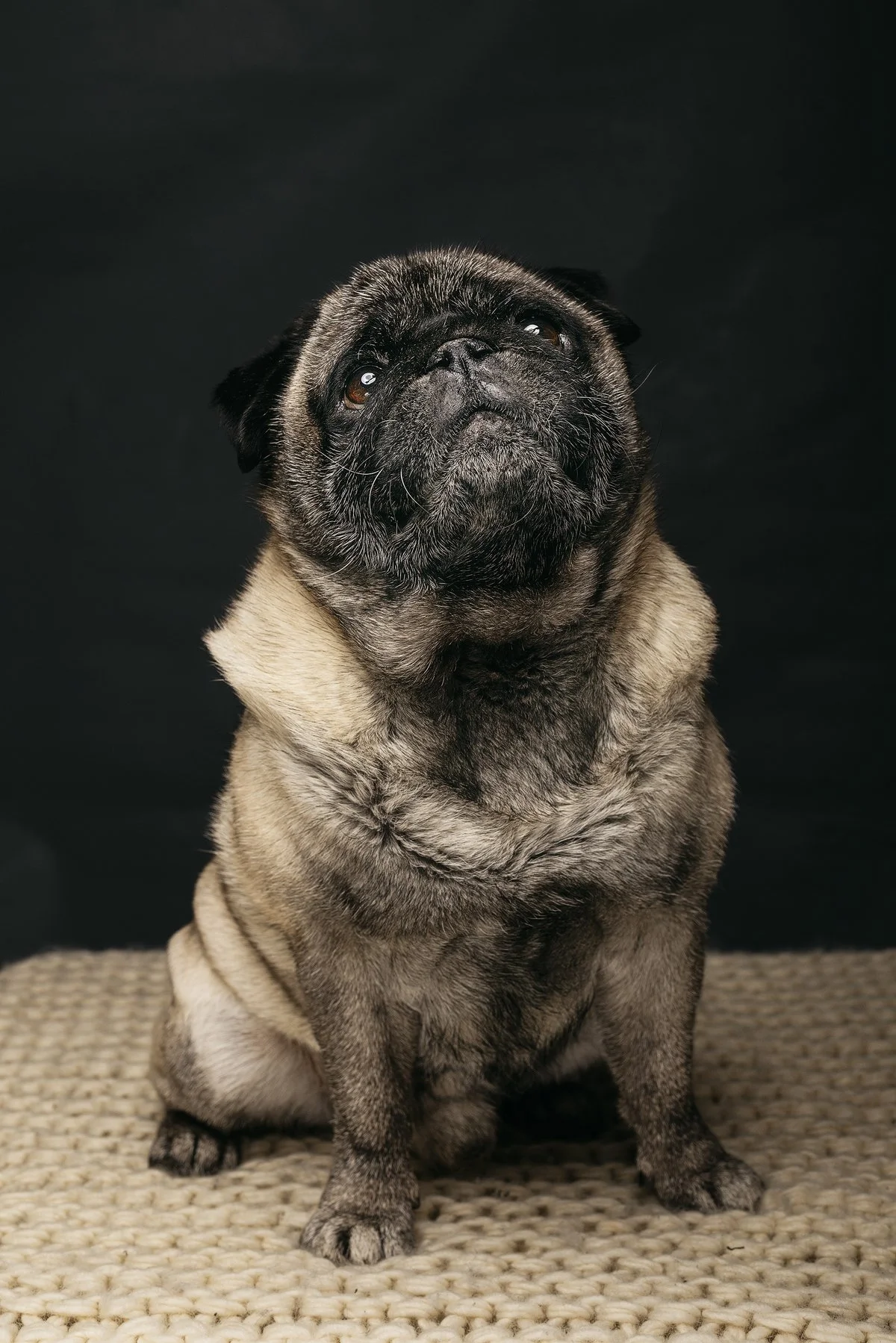 husdjursfotograf-stockholm-mops-01.jpg